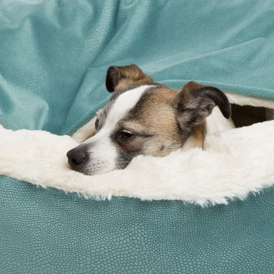 Marpy - Knuffelgrot voor honden